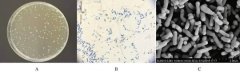 科拓生物 | 源自母乳的“中国菌”——乳双歧杆菌Probio-M8