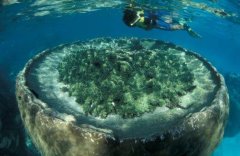 澳大利亚旅游|宁加洛珊瑚礁玩法大公开，带你零距离拥抱大海