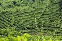 好山好水出好茶 竹叶青茶叶系出峨眉高山