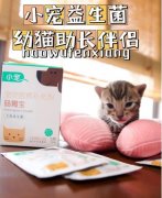 养猫家庭常备好物肠胃宝，我的幼猫成长伴侣