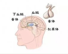 权玲为你介绍：打生长激素能长多高,有没有副作用