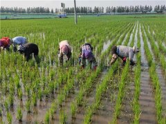 数字粮仓再升级，天猫春耕节阿里与吉林省鲜食玉米探索订单农业