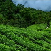 高端绿茶竹叶青茶 打造中国消费新名片