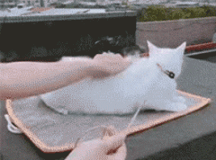 被低估的好粮，试过草本魔力的猫都真香了！