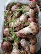 甘孜县天源食品：野生菌产品源于自然 稀有珍贵可遇不可求