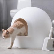 猫砂推荐——带你分清不同猫砂的特点！