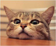 十大放心猫粮国产猫粮中，哪款才是你家主子的“菜”？
