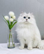自制粮有风险？那猫粮哪个牌子质量好性价比高？