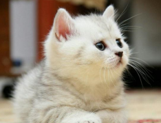ACANA爱肯拿猫粮怎么样？第一场盛宴猫粮名不虚传！