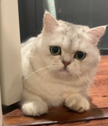 猫咪呕吐是怎么回事？主要还是“祸从口入”