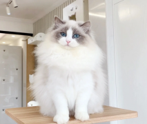 长毛猫养护不能马虎，ORIJEN原始猎食渴望值得一试