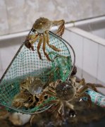 苏州哪里可以吃到正宗阳澄湖大闸蟹，去这地方吃最靠谱