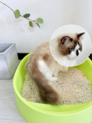 猫咪那么可爱怎么拉的粑粑那么臭？让麦都宠医除臭小蓝砂猫砂来帮你裹住臭屎、吸走臭味