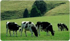 澳滋：“三大实力”成就澳洲奶粉市场中流砥柱地位