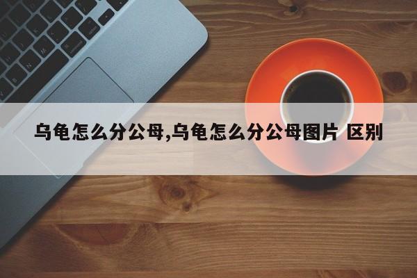 乌龟怎么分公母,乌龟怎么分公母图片 区别